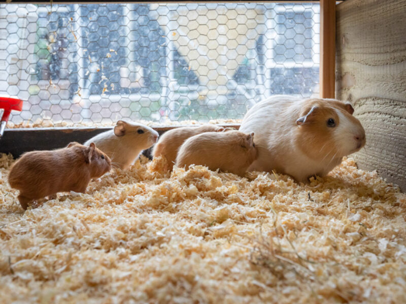 Kinderboerderij nieuws: Meisje of jongen?