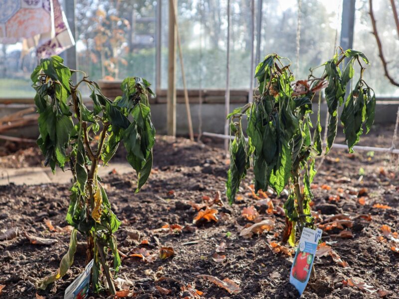 De tuin gaat in winterslaap
