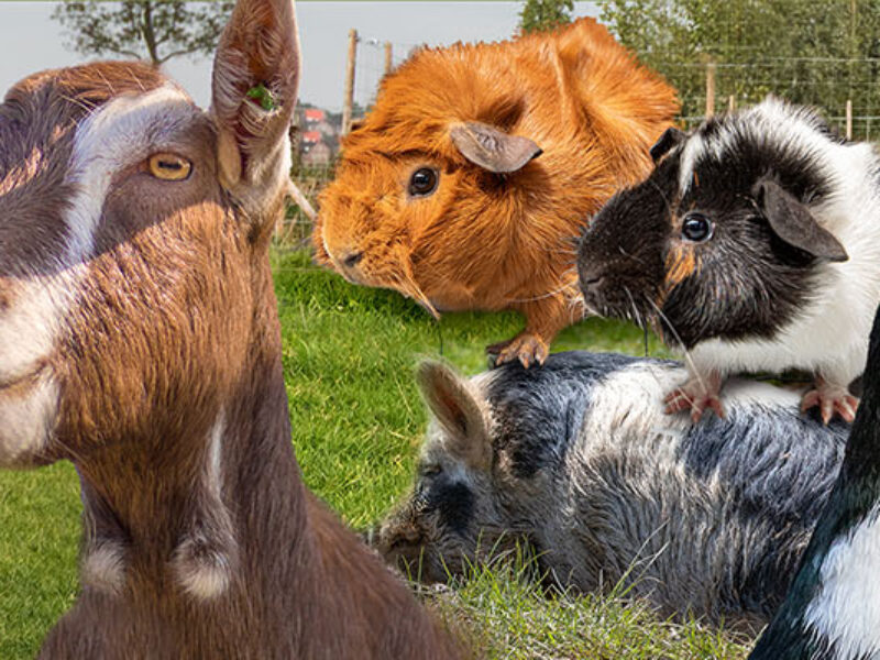 Adopteer ook een dier