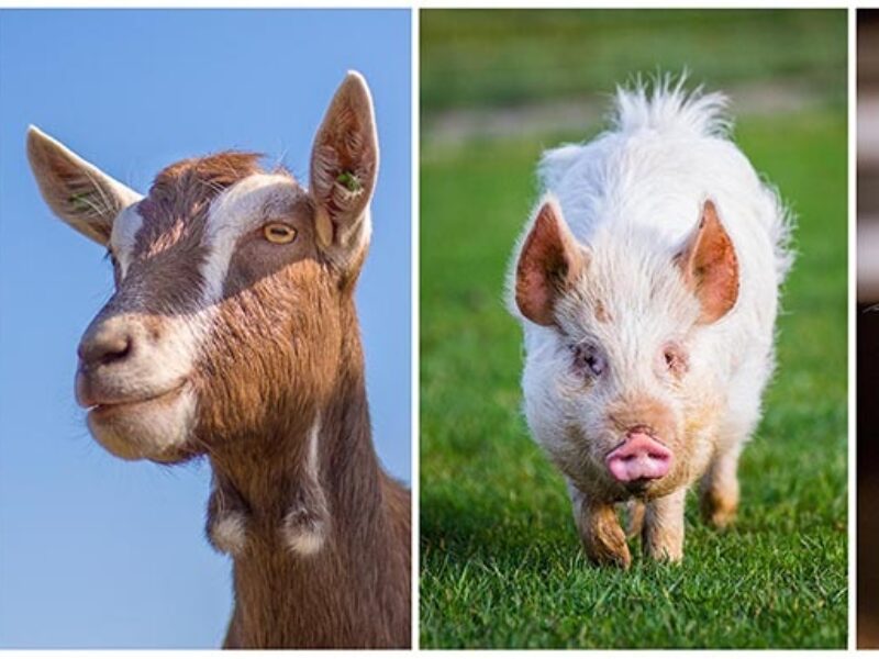 Groeten van de Landerij