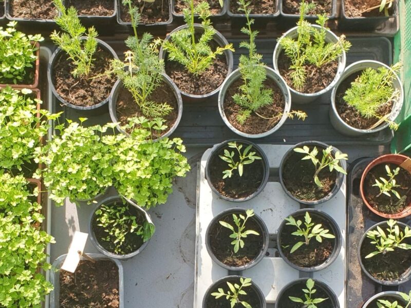 Heerlijke plantjesmarkt 17 mei