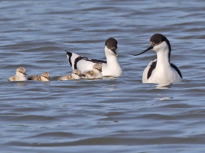 Van kluten kun je wat leren
