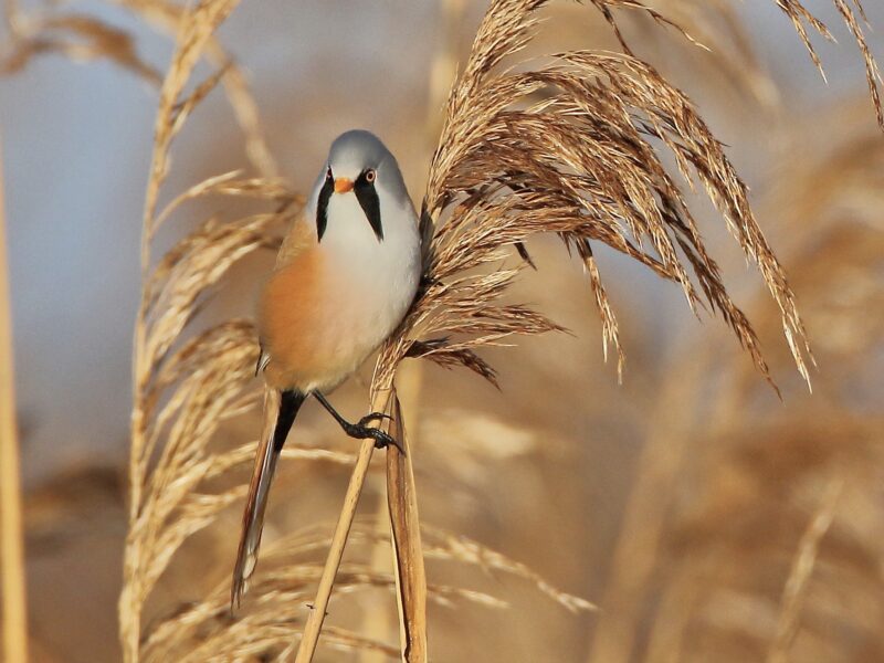 Rietvogels laten zich volop zien en horen