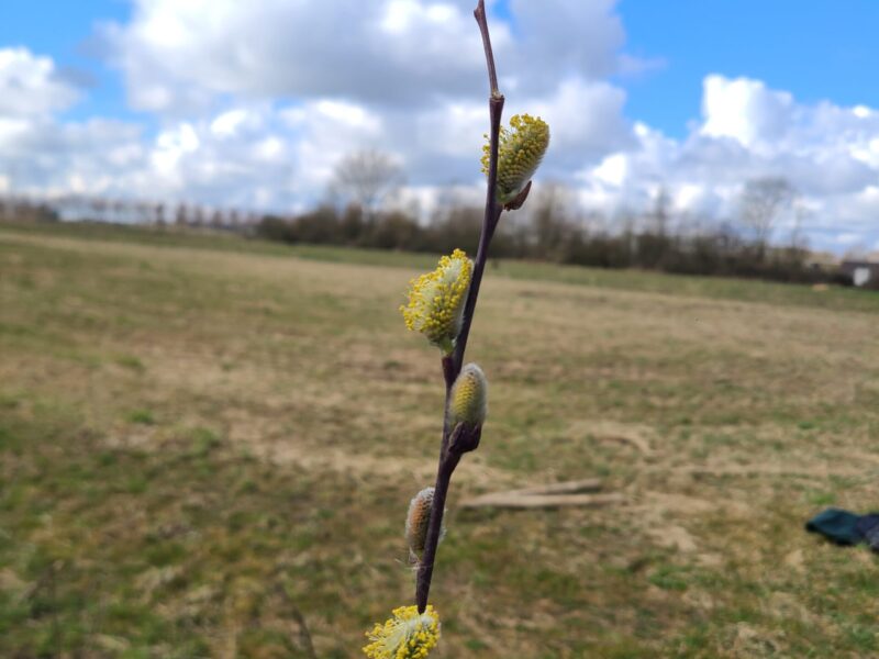 Nieuws van onze jongevoedselbosburen